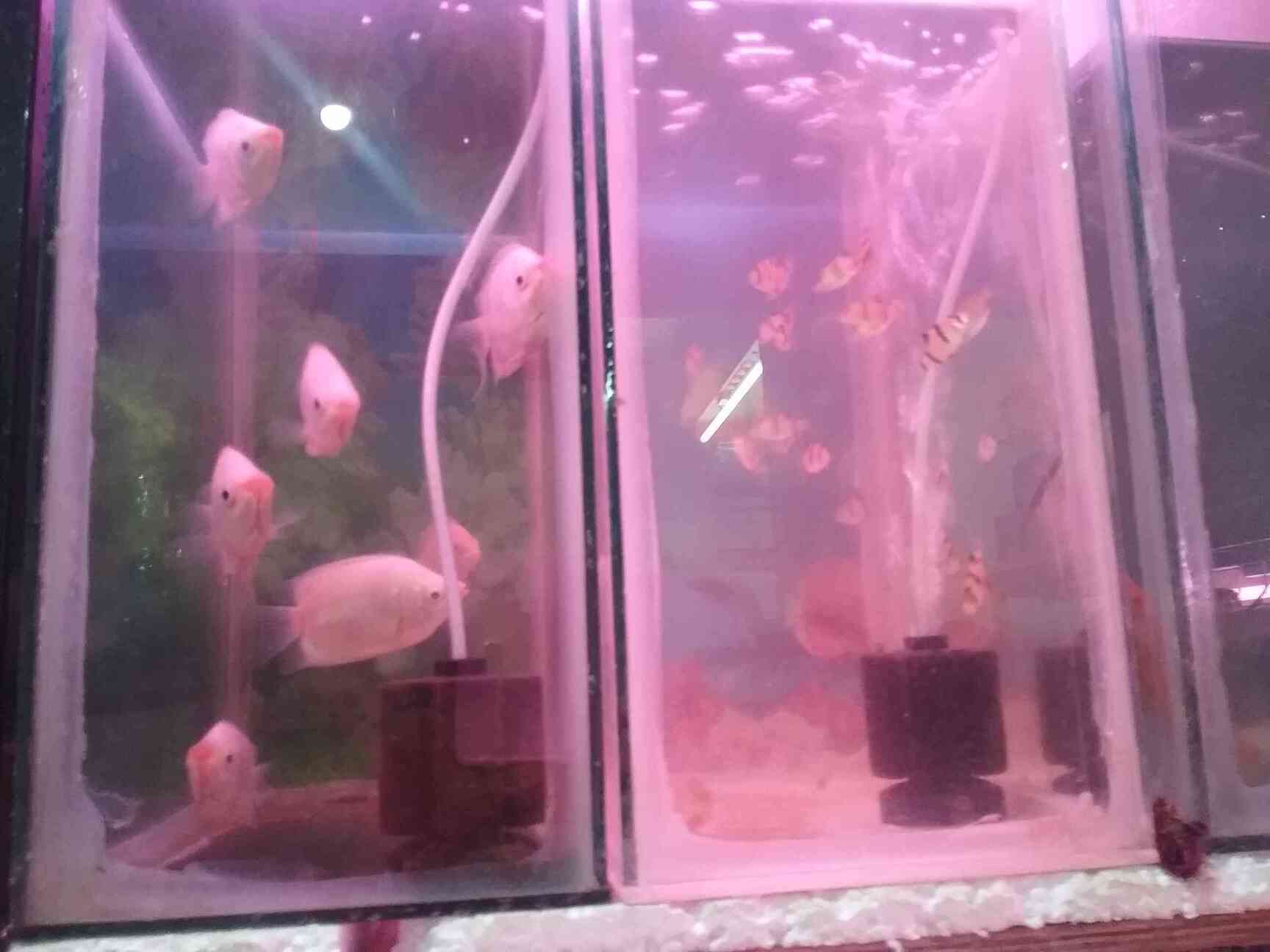 Swiss Aquarium & Pets in Poonamallee,Chennai Best Pet Shops For Birds in Chennai Justdial