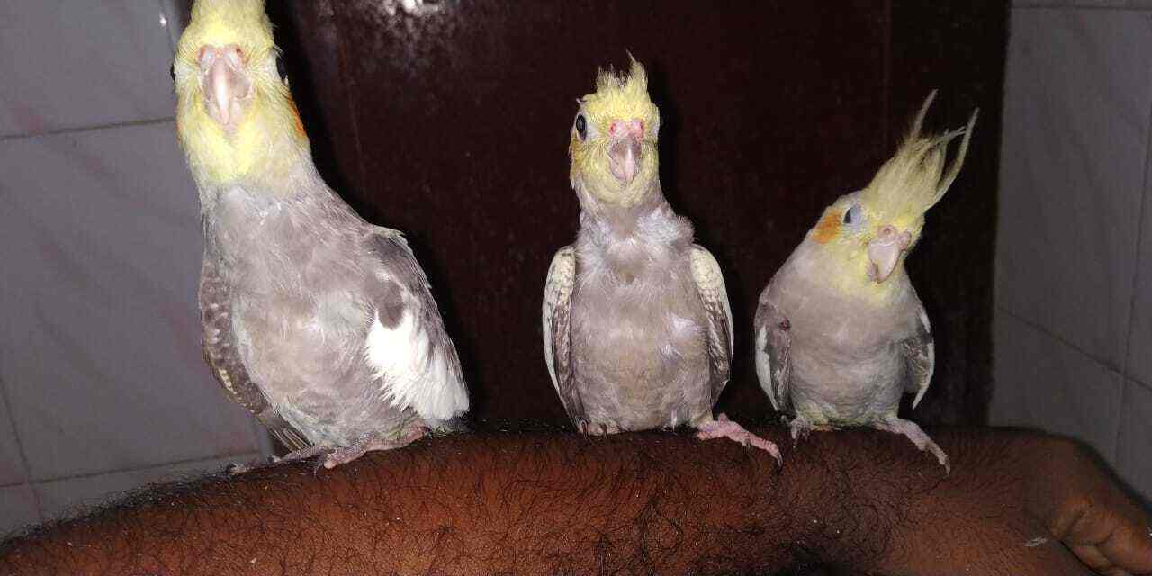 Top Pet Shops For Dog in Chennai Best Pet Supplies Store near me Justdial