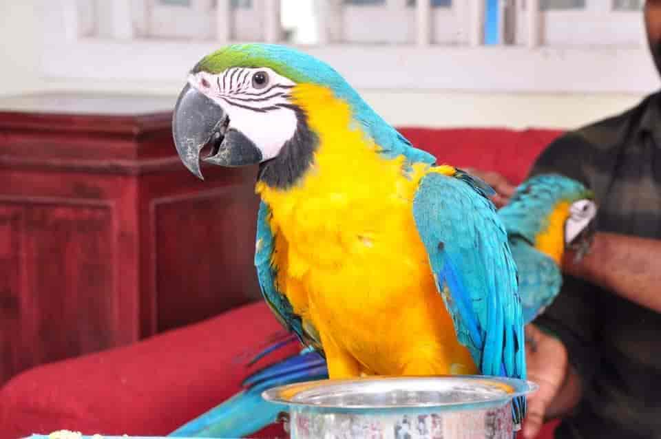 Top 10 Cat Hostels in Chennai Best Cat Boarding Services Justdial