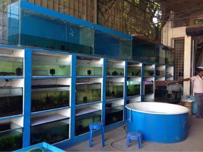 Aquas Star Kolathur Fish Tank Dealers In Chennai Justdial