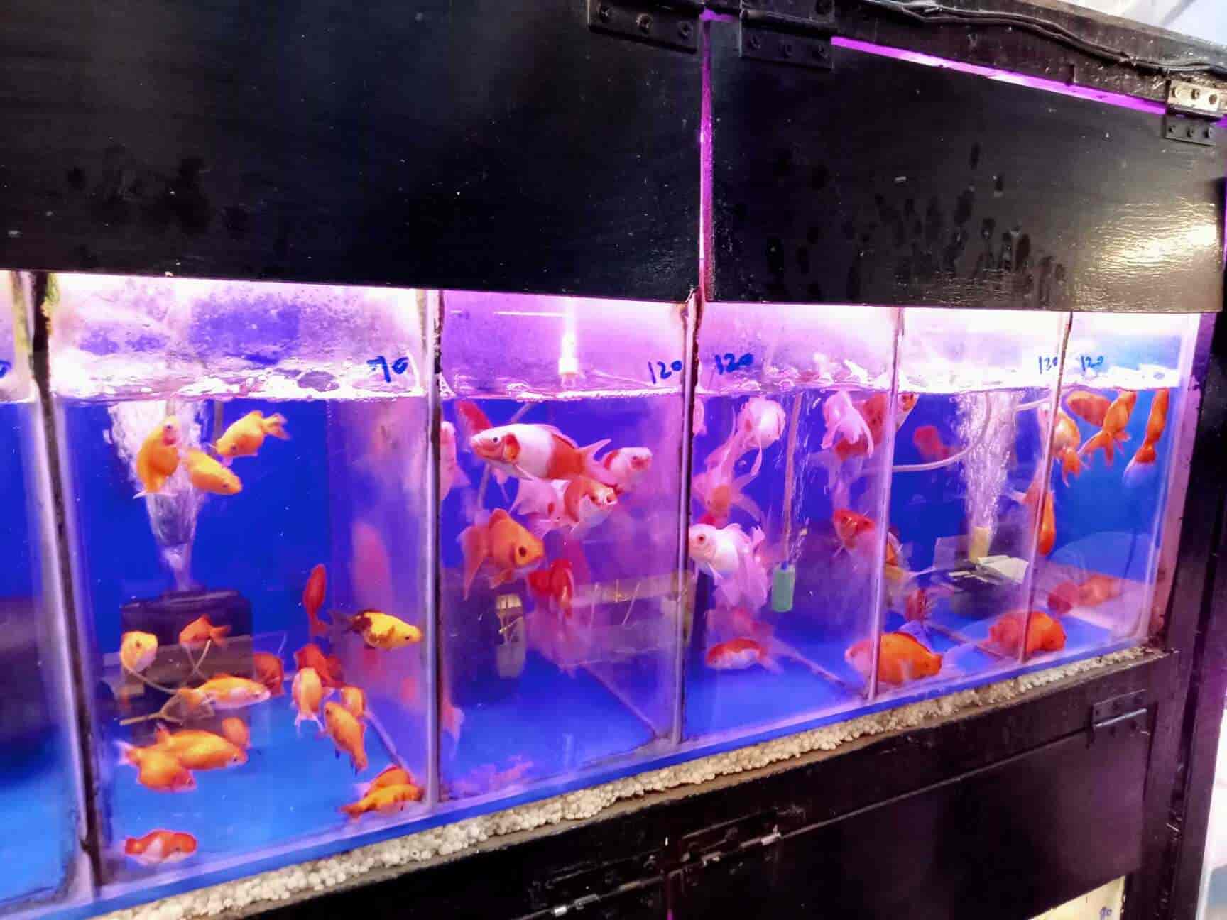 Sri Amman Aquarium &pet Shop in Porur,Chennai Best Aquarium Accessory