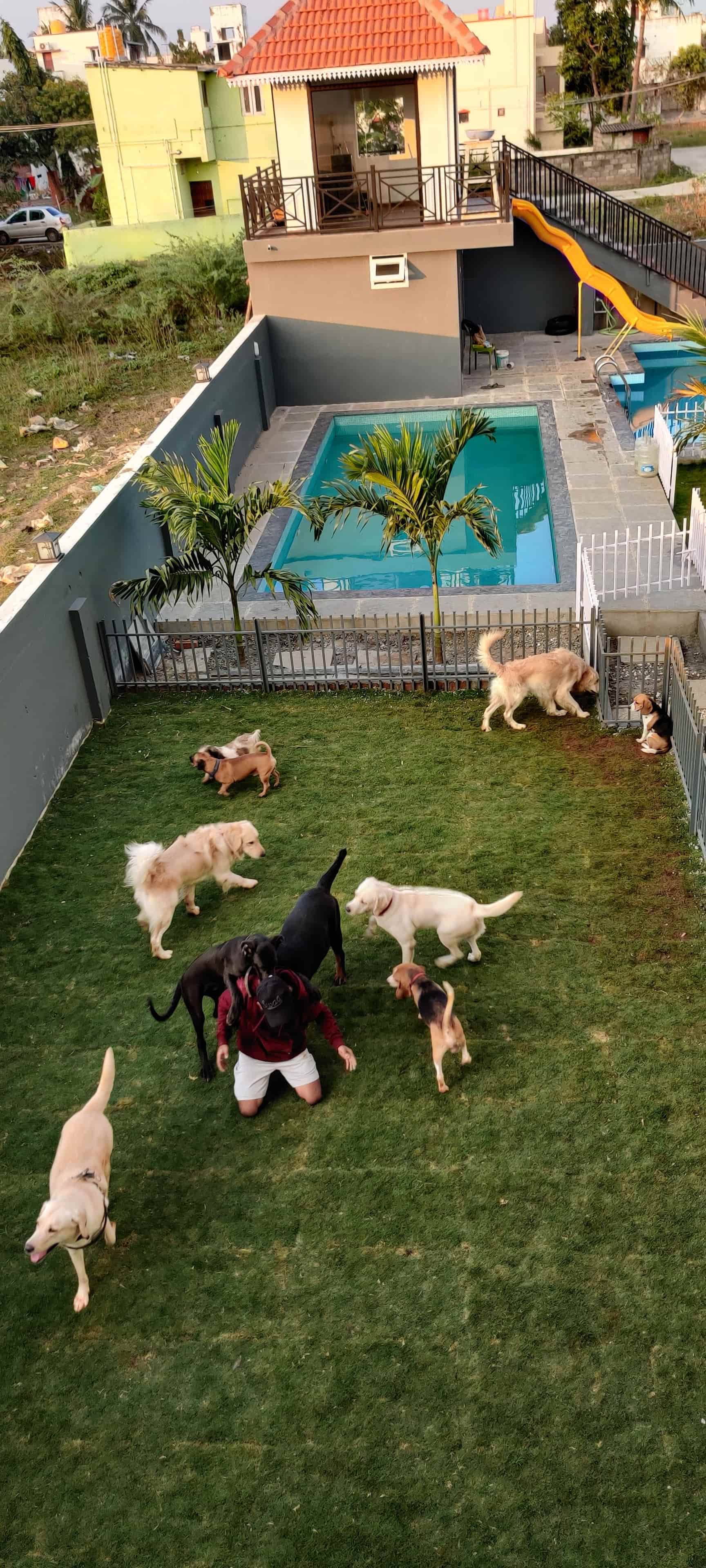 Top Pet Boarding Services in Iyyappanthangal, Chennai near me Justdial