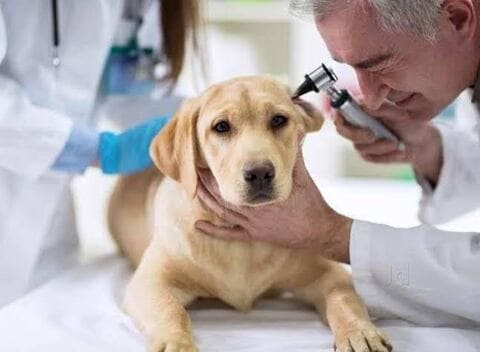 Shifa Pet Clinic in Porur - Best Veterinary Clinics in Chennai - Justdial Shifa Pet Clinic in Porur - Best Veterinary Clinics in Chennai - Justdial
