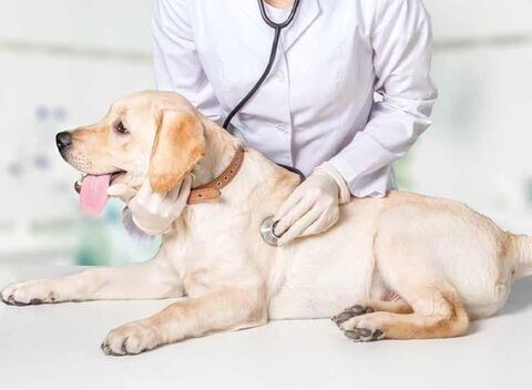 Shifa Pet Clinic in Porur - Best Veterinary Clinics in Chennai - Justdial Shifa Pet Clinic in Porur - Best Veterinary Clinics in Chennai - Justdial