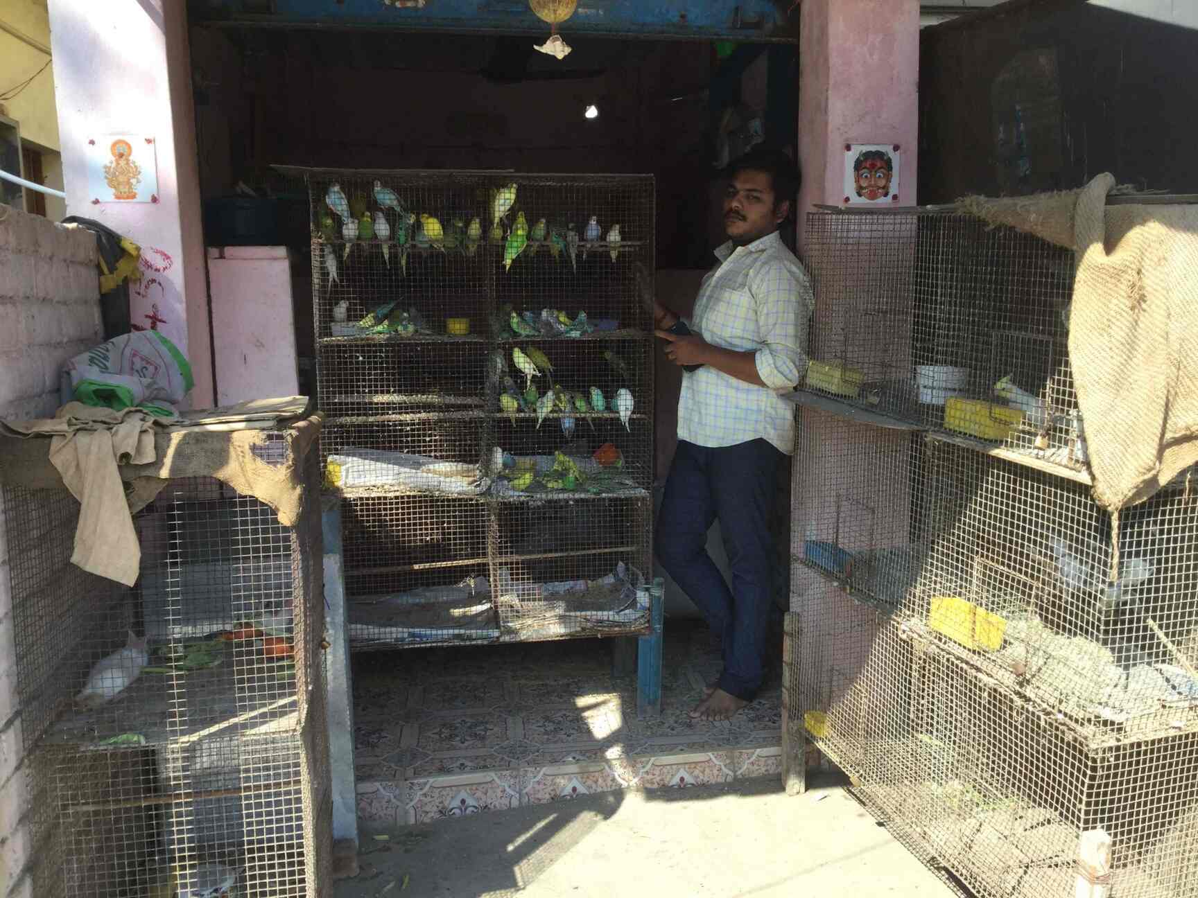 kolathur pet shop