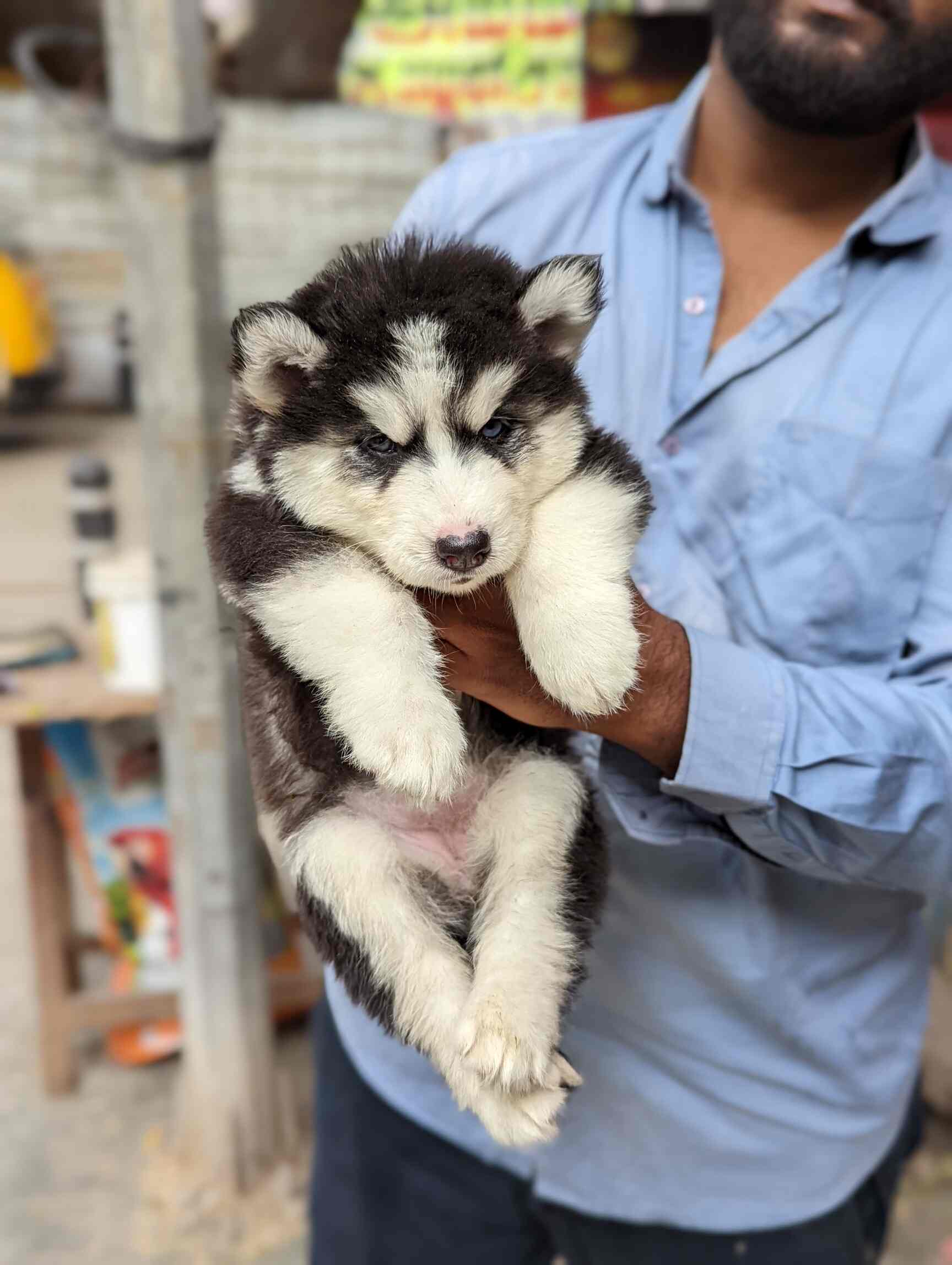 Top Pet Shops For Cat in Arumbakkam Best Pet Shops For Kitten Chennai near me Justdial