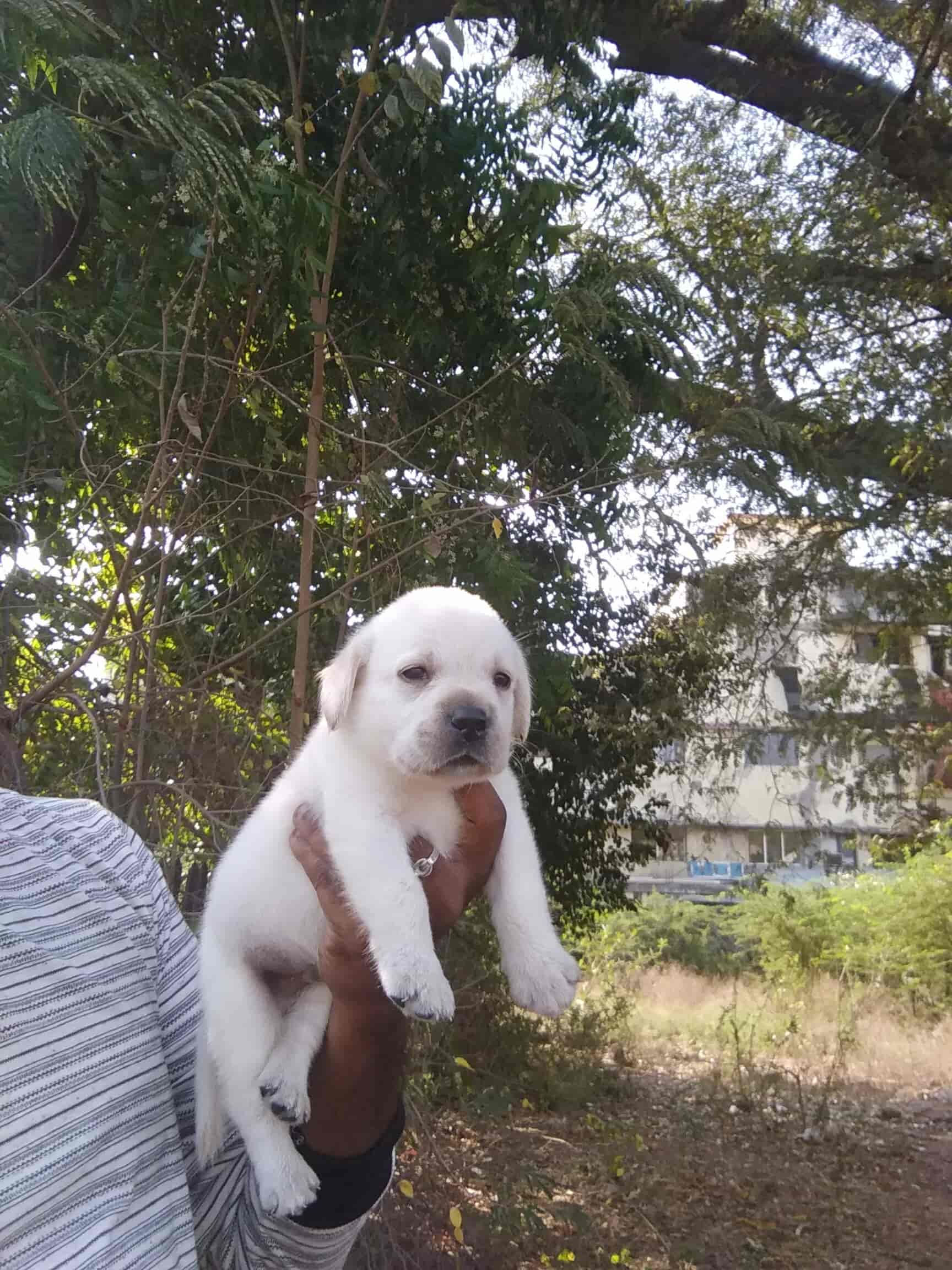 Top Pet Shops For Rabbit in Medavakkam Best Pet Stores For Rabbit