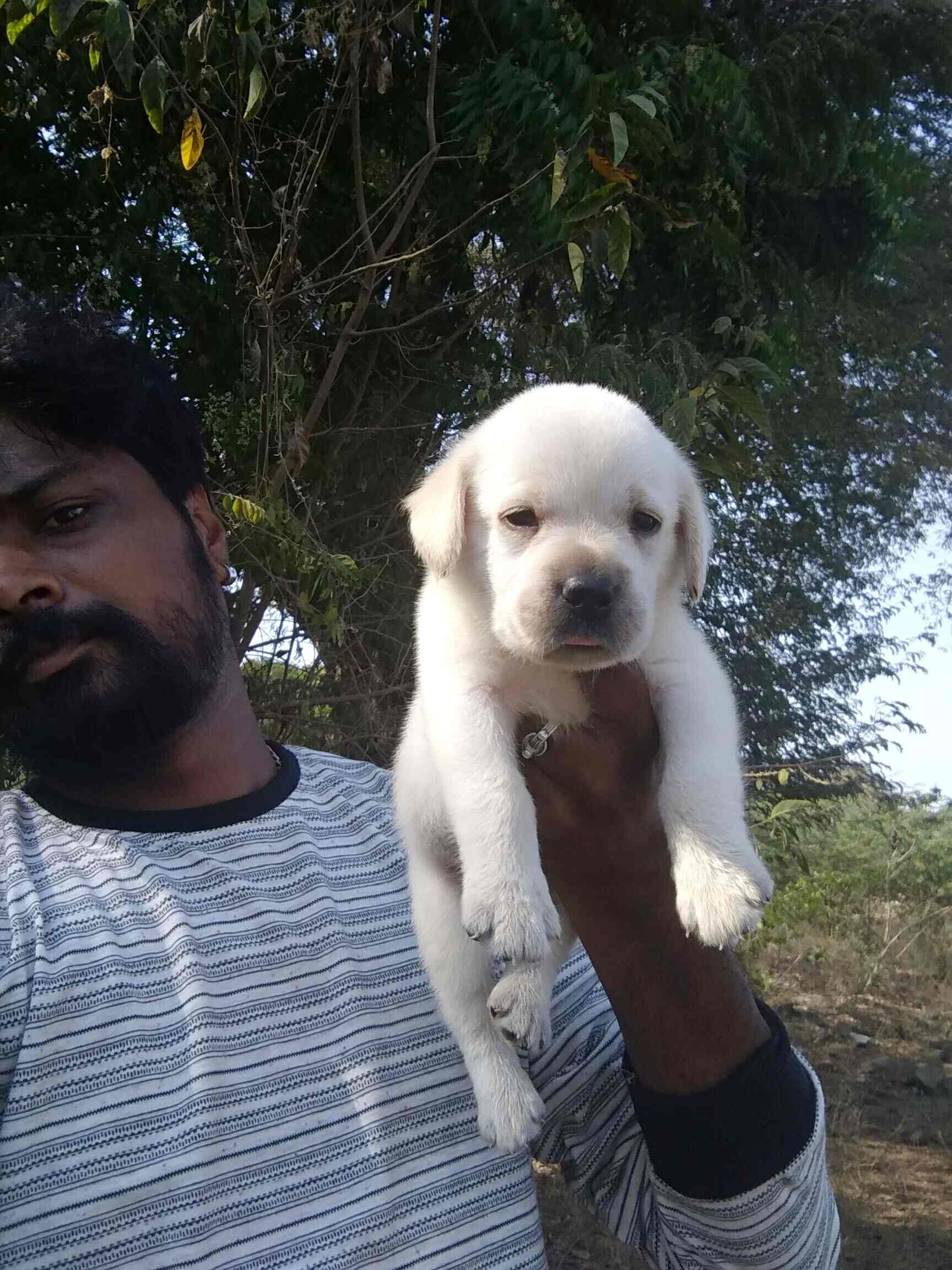 Top Pet Shops in Chennai Best Pet Store near me Justdial