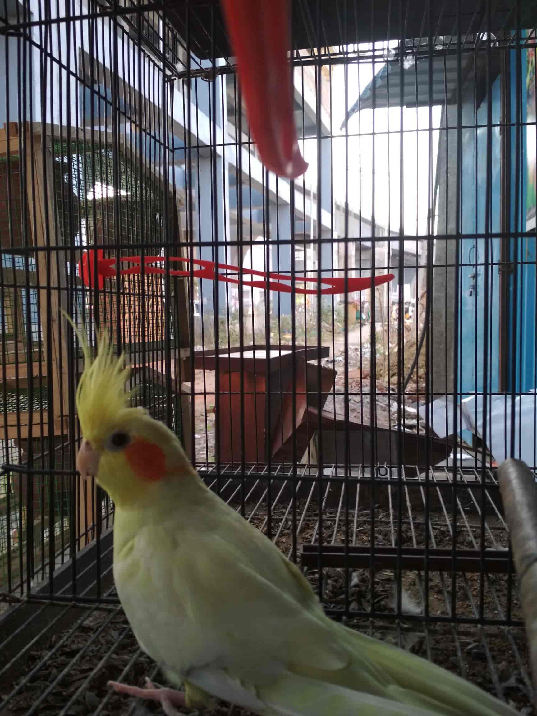 Mgr Aquarium Fish in Adambakkam,Chennai Best Aquarium Accessory