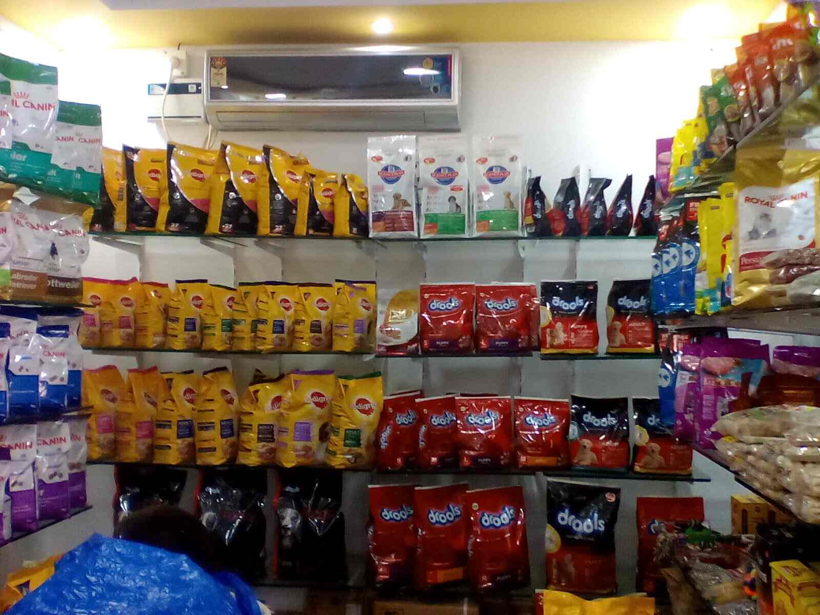 Top Pet Shops For Cat in Arumbakkam Best Pet Shops For Kitten Chennai