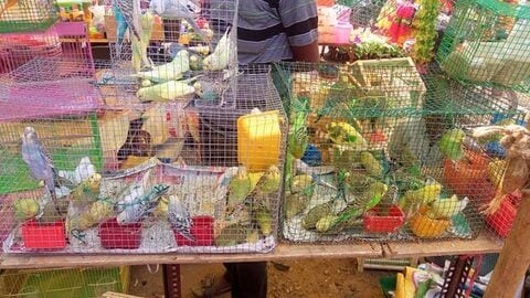 Pallavaram Friday Market in Pallavaram Chennai Best Vegetable