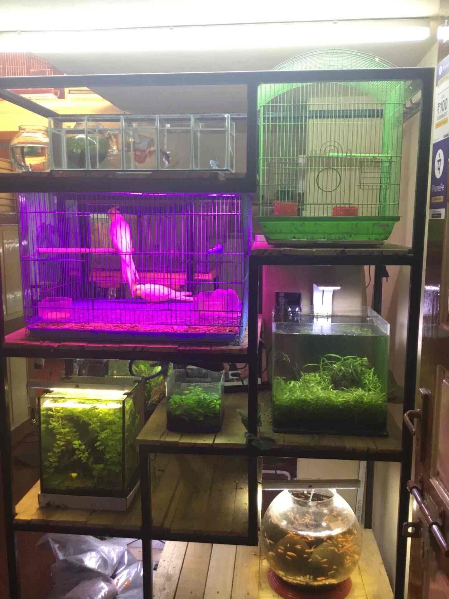 Sri Balaji Aquarium Pet Shop Okkiyam Thoraipakkam Aquarium Fish Dealers In Chennai Justdial