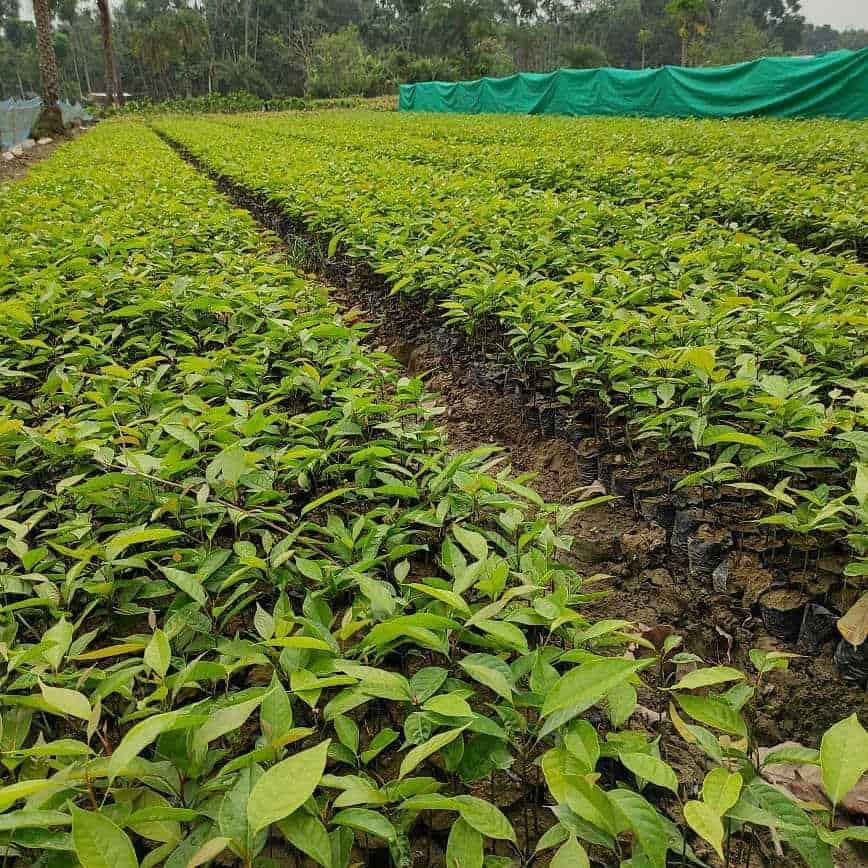 Top 30 Sandalwood Plant Nurseries In Bangalore सन दलव ड प ल ट नर सर ज ब गल र Best Red Sandalwood Plant Nurseries Justdial