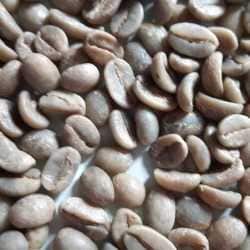Green coffee bean distributors online