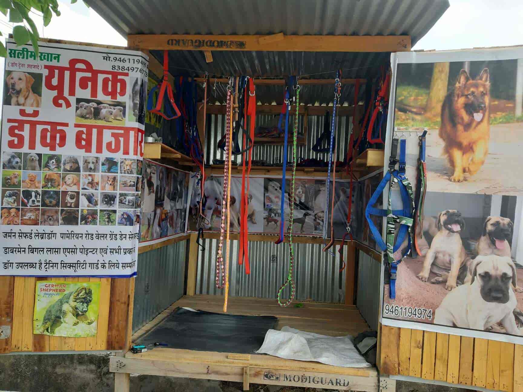 Dogs bazar 2025
