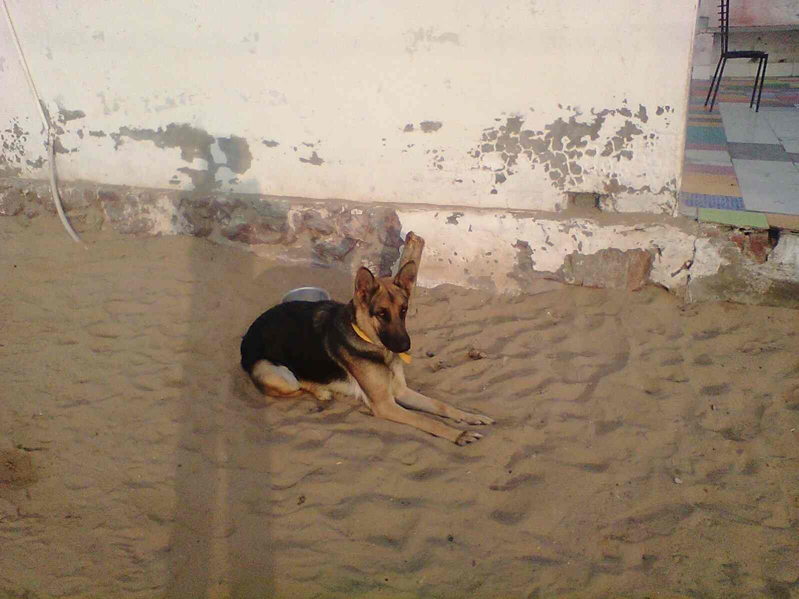 ok google nearest pet store