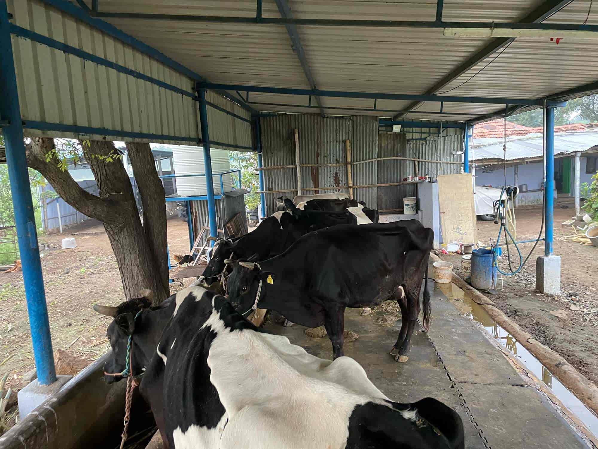 Top Cow Suppliers in Saravanampatti - Best Cow Dealers Coimbatore near me -  Justdial