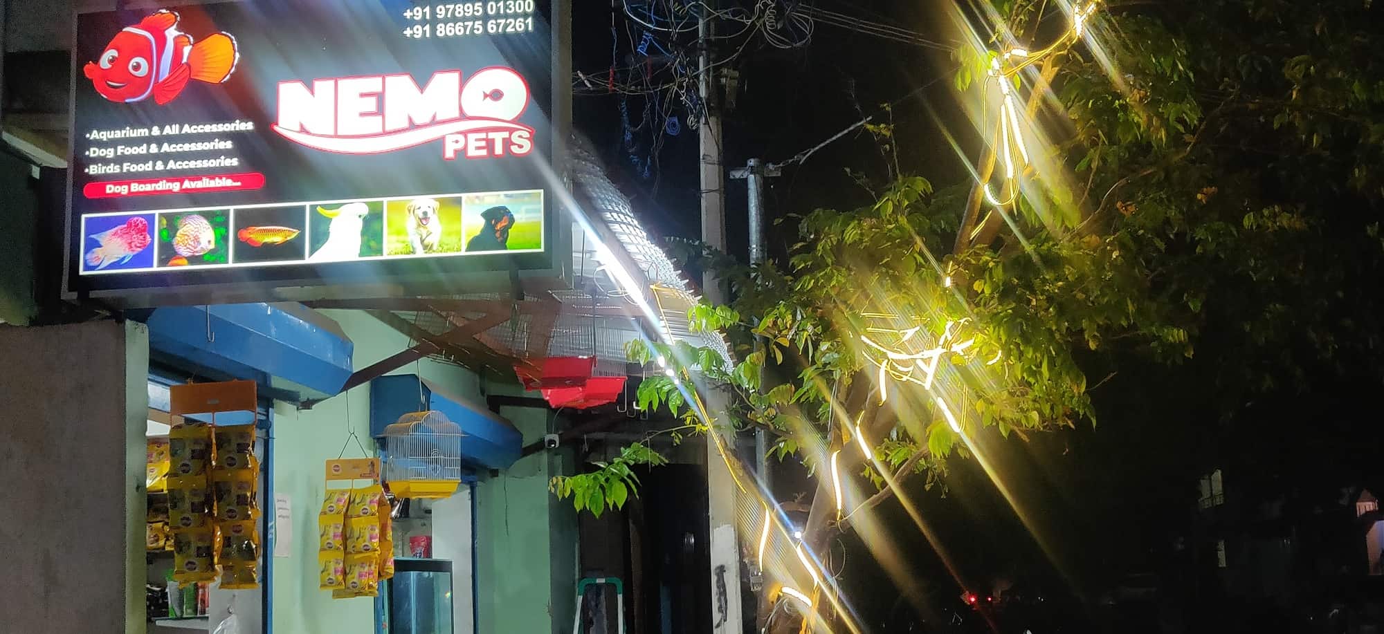 Nemo Pets in Papanaickenpalayam,Coimbatore Best Pet Care Takers in Coimbatore Justdial