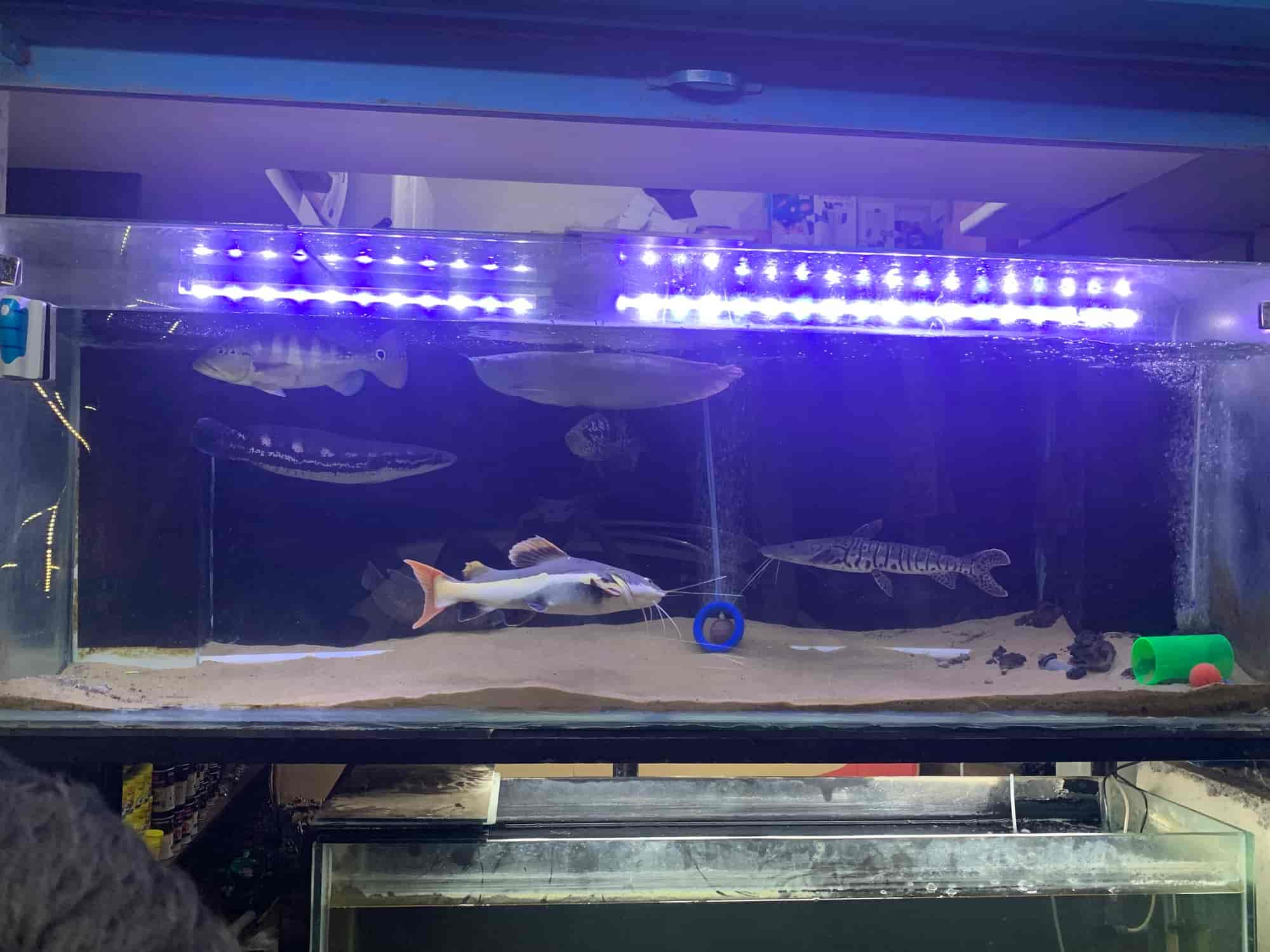 Nemo Pets in Papanaickenpalayam,Coimbatore Best Pet Care Takers in Coimbatore Justdial