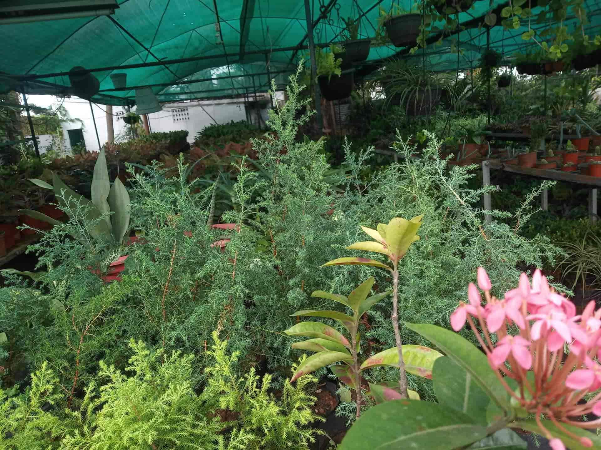 Catalogue Roja Nursery in Peelamedu , Coimbatore Justdial