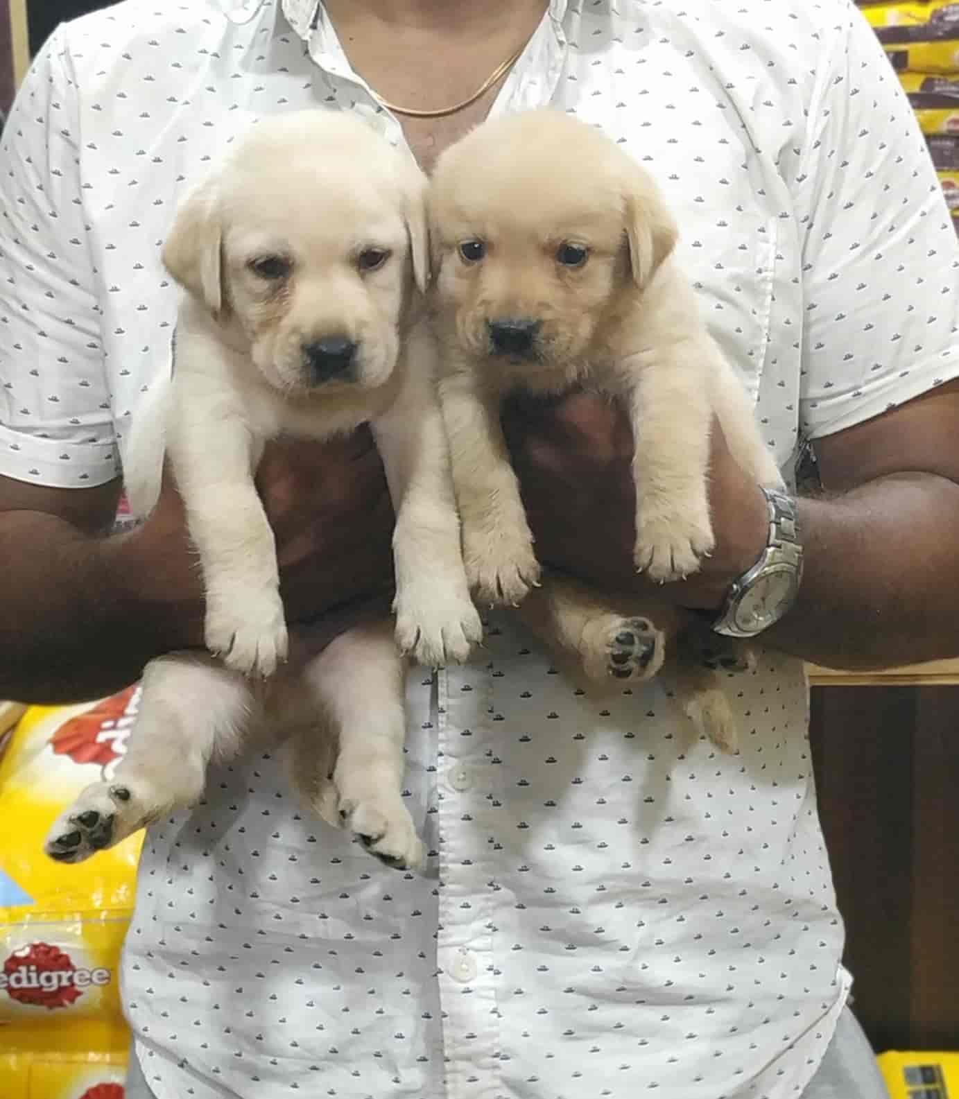 Top Pet Shops For Pomeranian Dog In Vadavalli Best Pet Shops For
