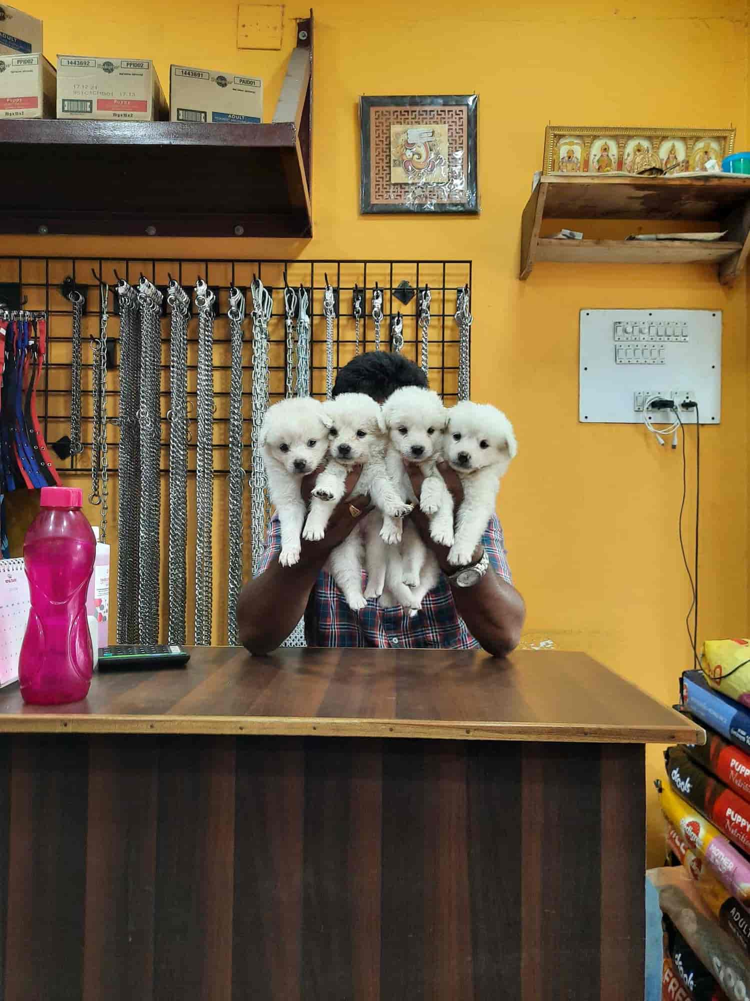 Top 50 Pet Shops For Dobermann Dog In Coimbatore Best Pet Shop Dog Dobberman Justdial