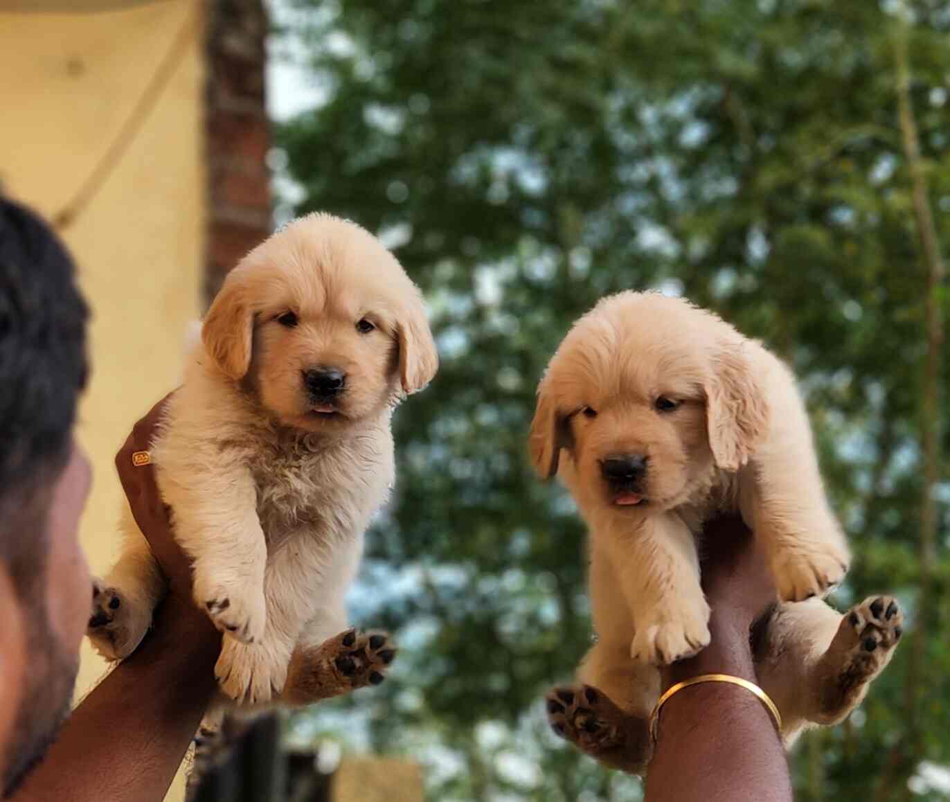 Are Dogs Allowed In Pet Shops