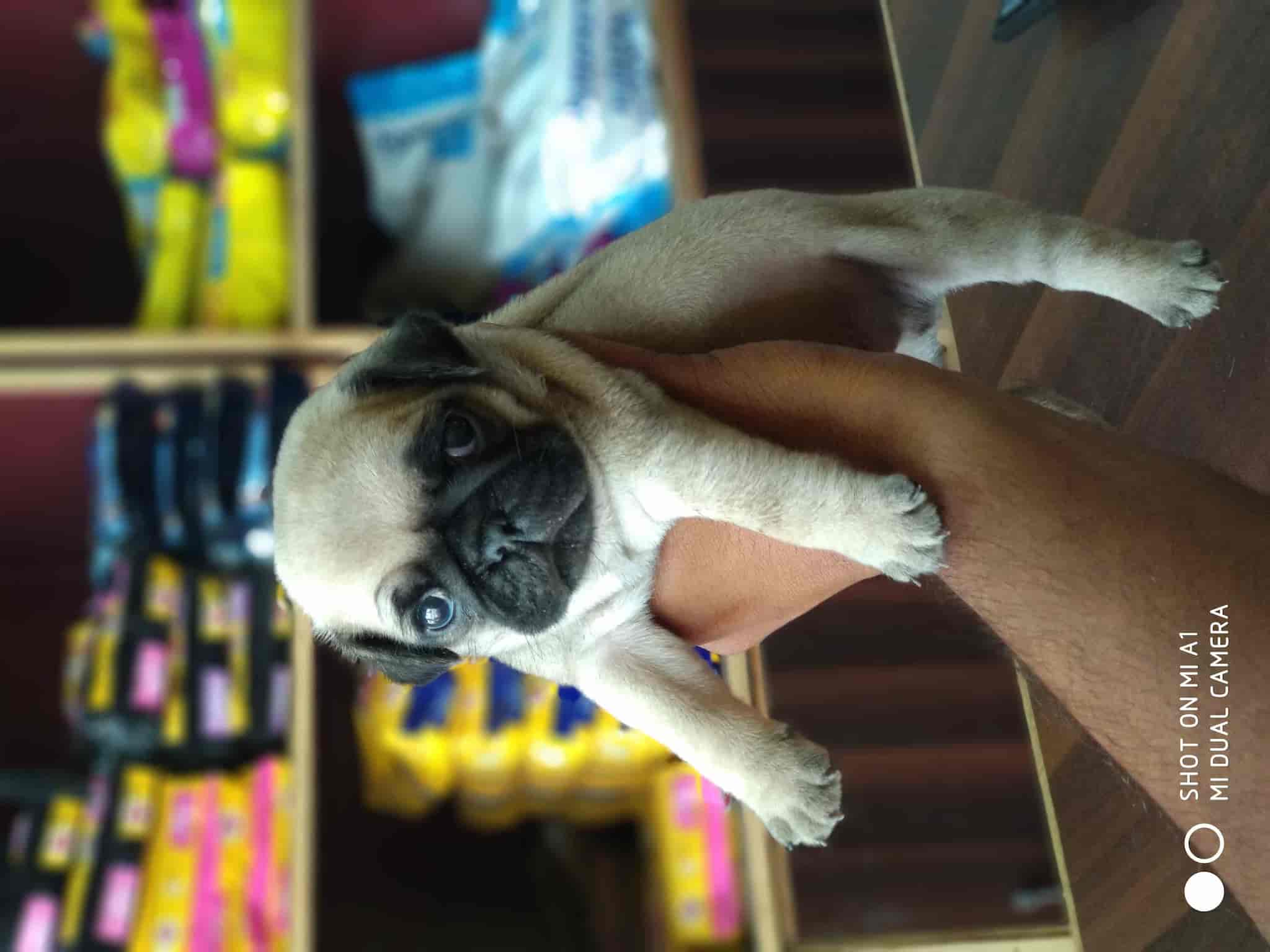 Top Pet Shops in Coimbatore Best Pet Store near me Justdial