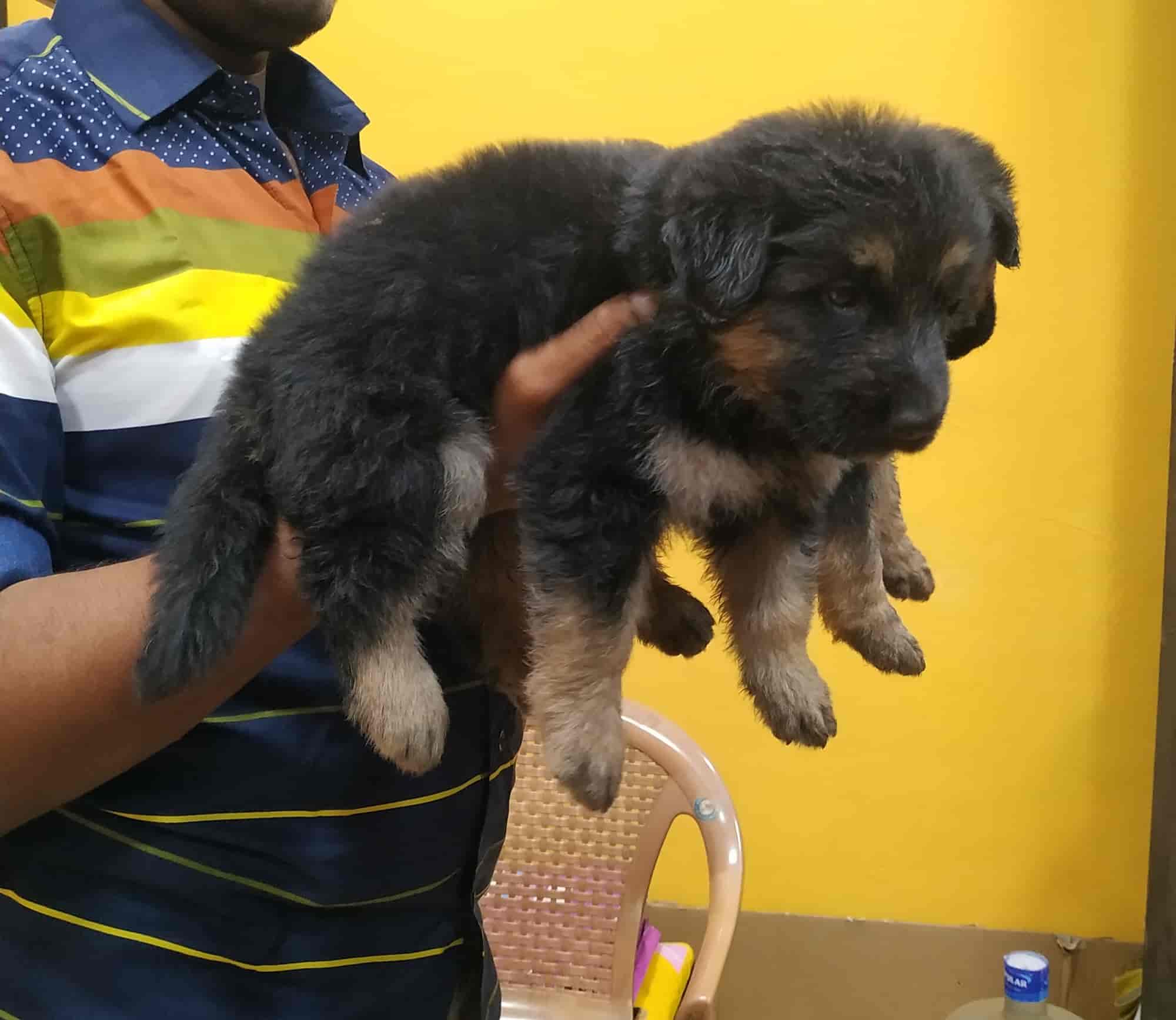 Top Pet Shops in Coimbatore Best Pet Store near me Justdial