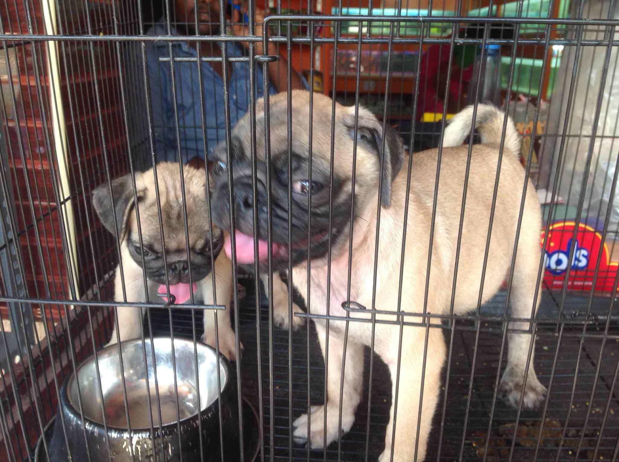 Fins & Feathers in Puliyakulam,Coimbatore Best Pet Shops in