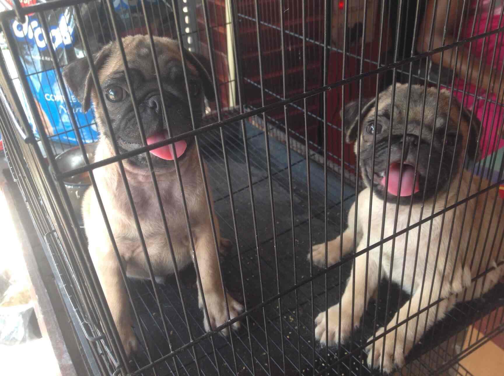 Fins & Feathers in Puliyakulam,Coimbatore Best Pet Shops in