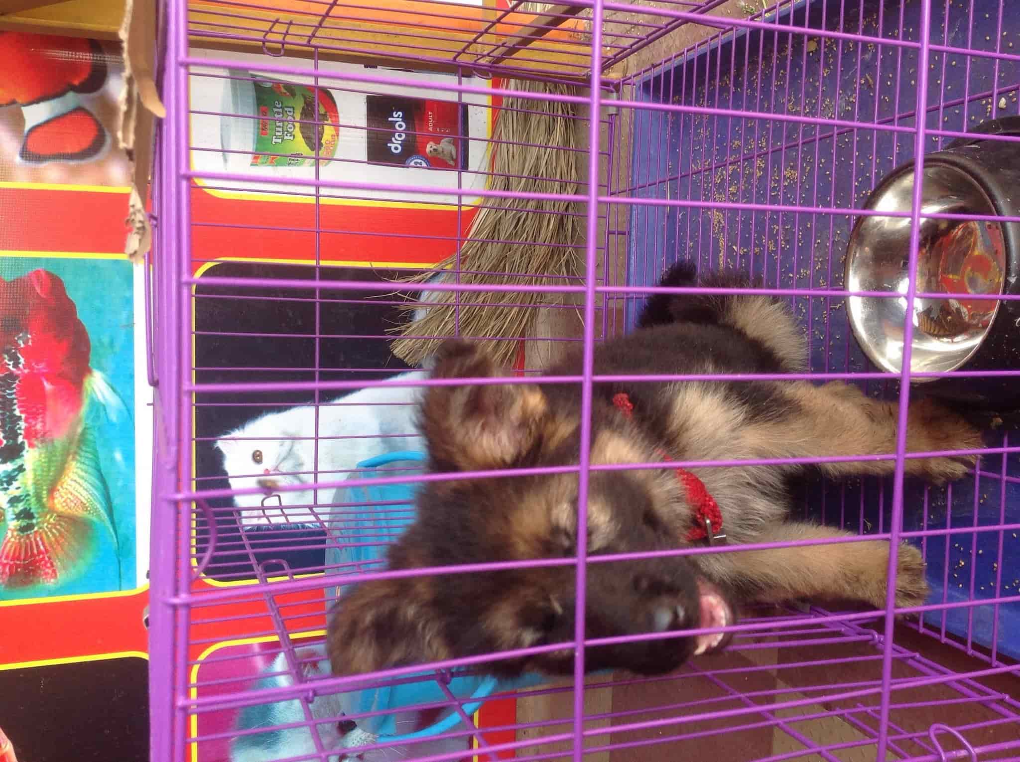 Fins & Feathers in Puliyakulam,Coimbatore Best Pet Shops in Coimbatore Justdial