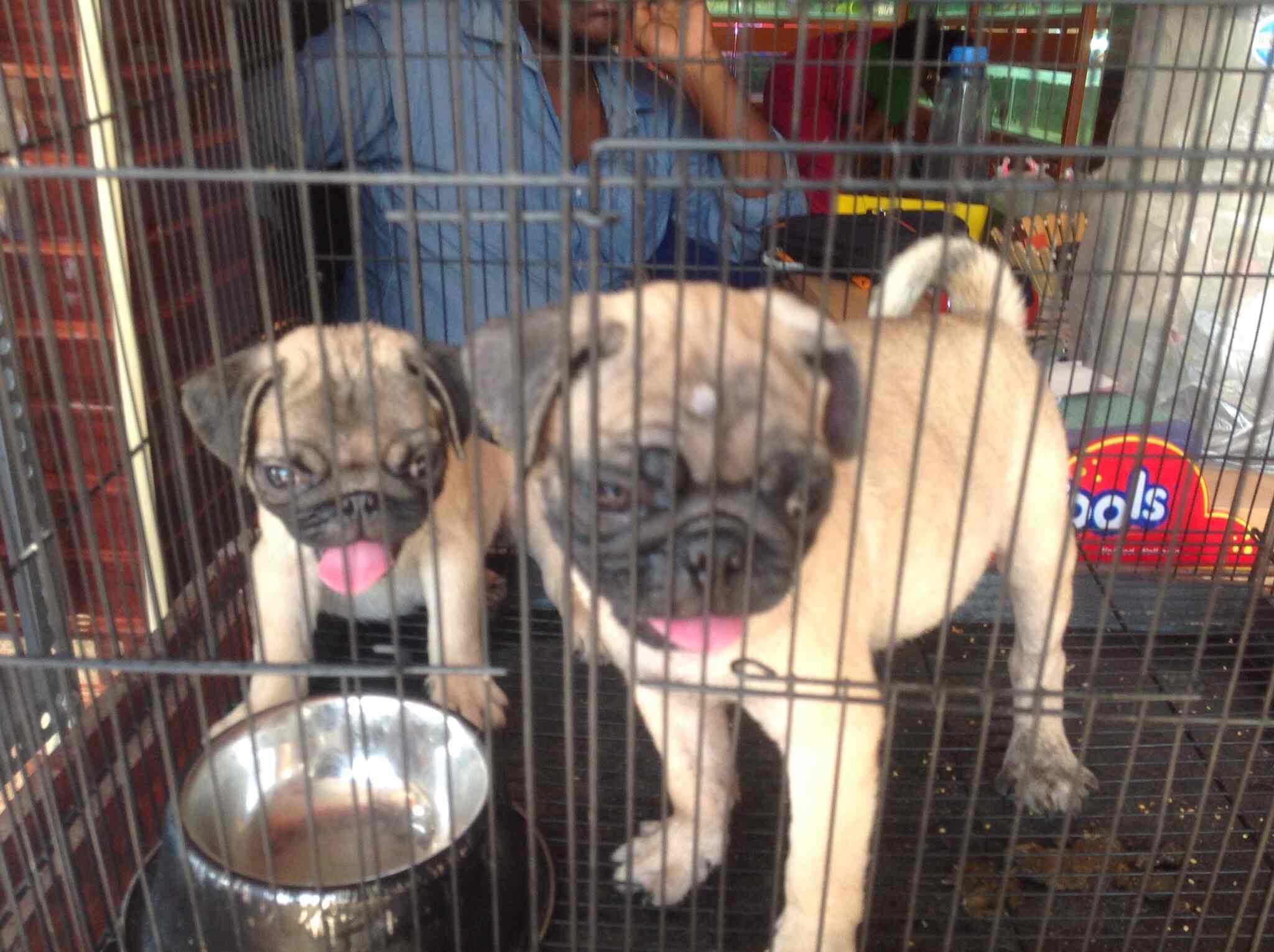 Fins & Feathers in Puliyakulam,Coimbatore Best Pet Shops in