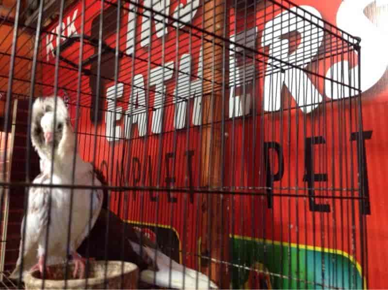 Fins & Feathers in Puliyakulam,Coimbatore Best Pet Shops in