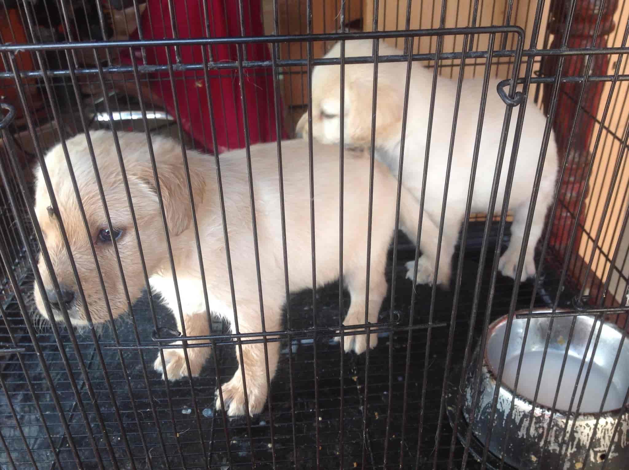 Fins & Feathers in Puliyakulam,Coimbatore Best Pet Shops in