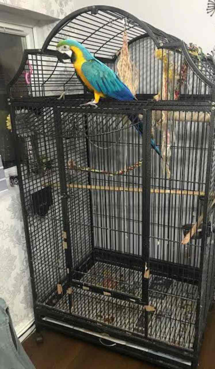 Fins & Feathers in Puliyakulam,Coimbatore Best Pet Shops in