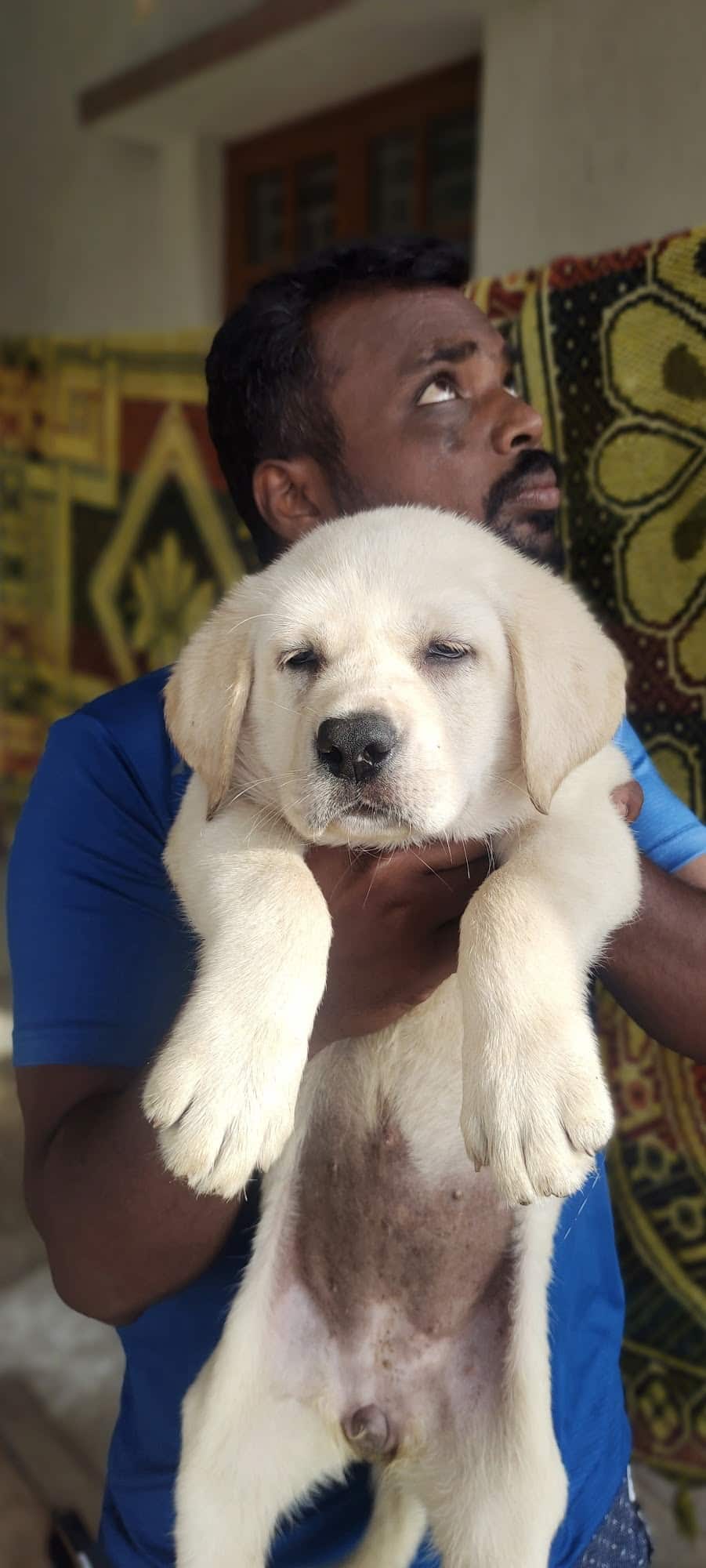 Dog seller online