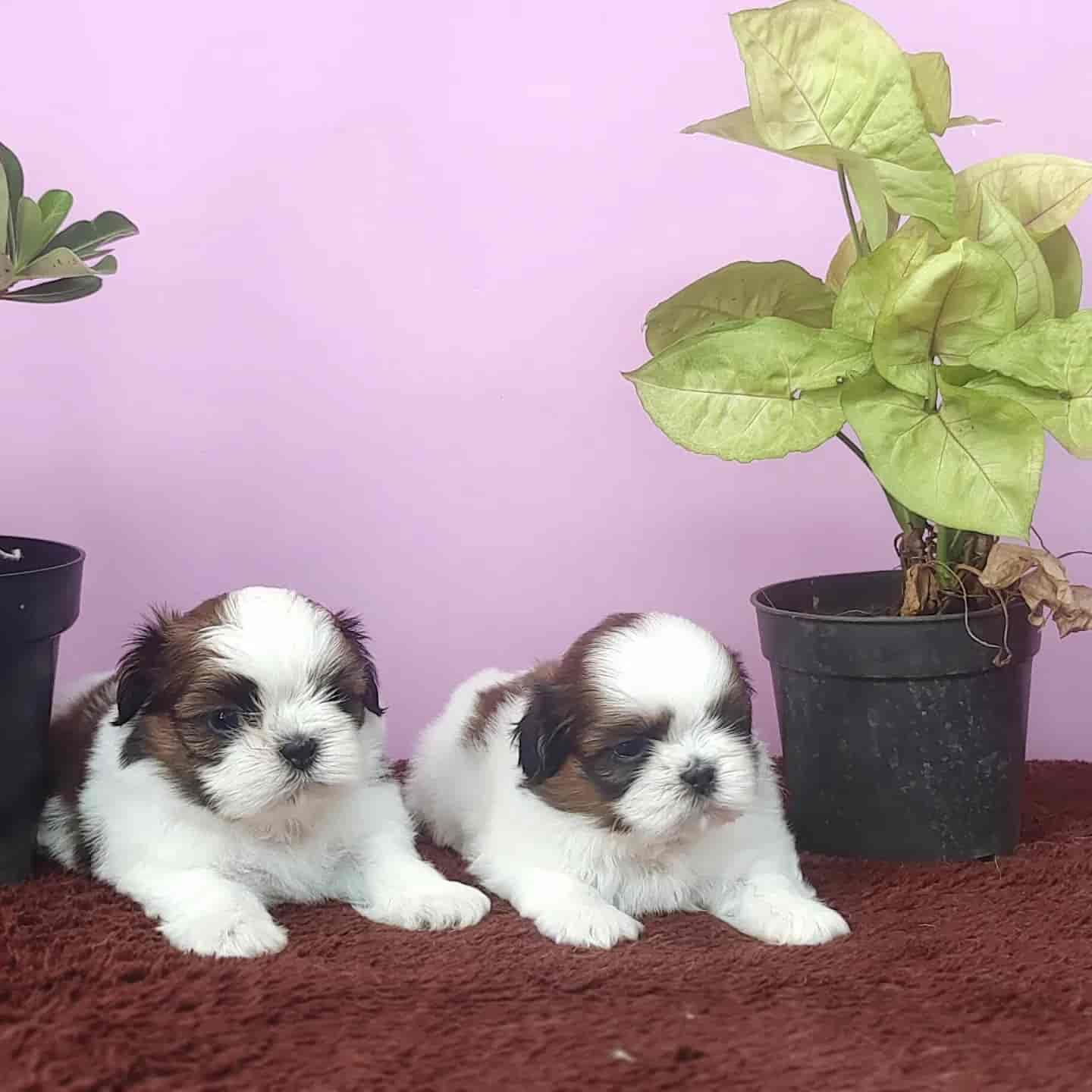 Top Dog Training Courses in Coimbatore near me Justdial