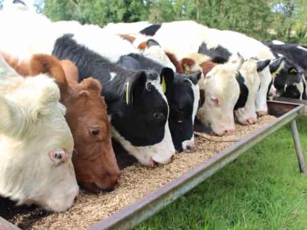 Top Animal Feed Dealers in Somanur - Best Animal Food Dealers Coimbatore near me - Justdial