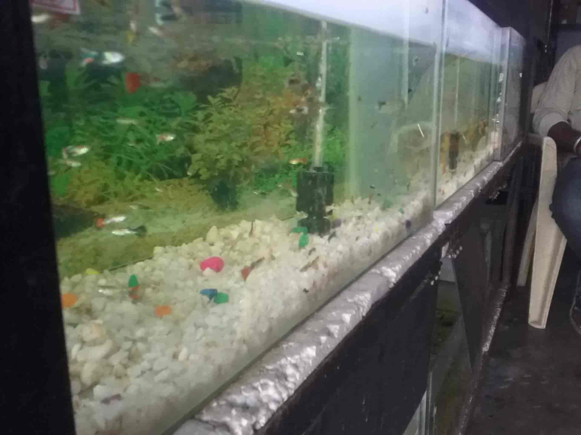 Real Pets & Aquarium in Mettupalayam,Coimbatore Best Aquariums in