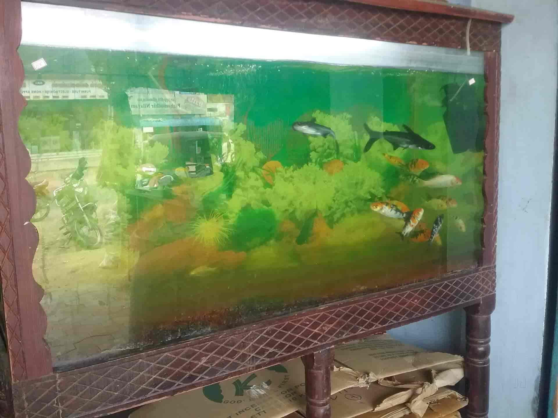 Real Pets & Aquarium in Mettupalayam,Coimbatore Best Aquariums in