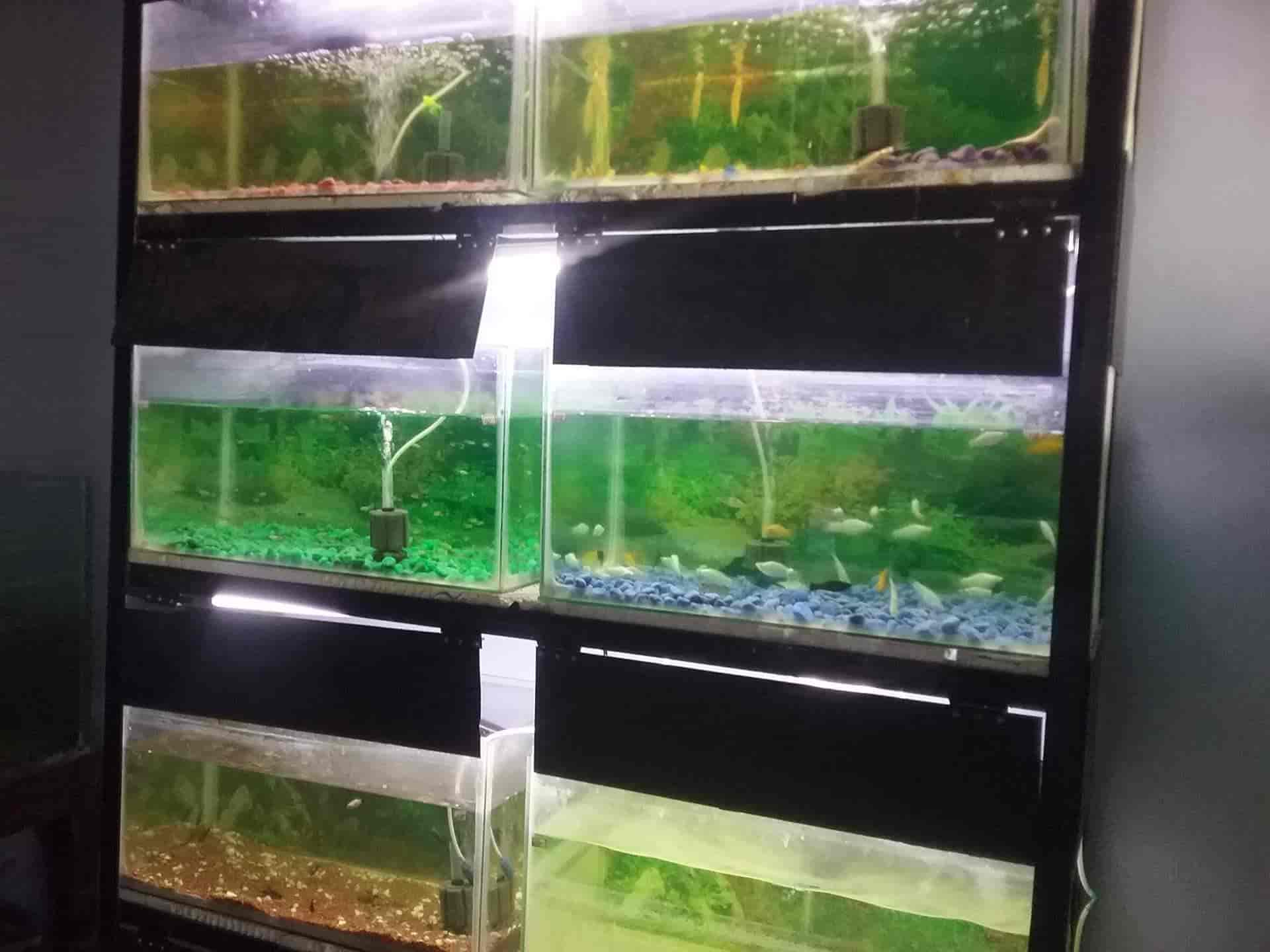 Real Pets & Aquarium in Mettupalayam,Coimbatore Best Aquariums in