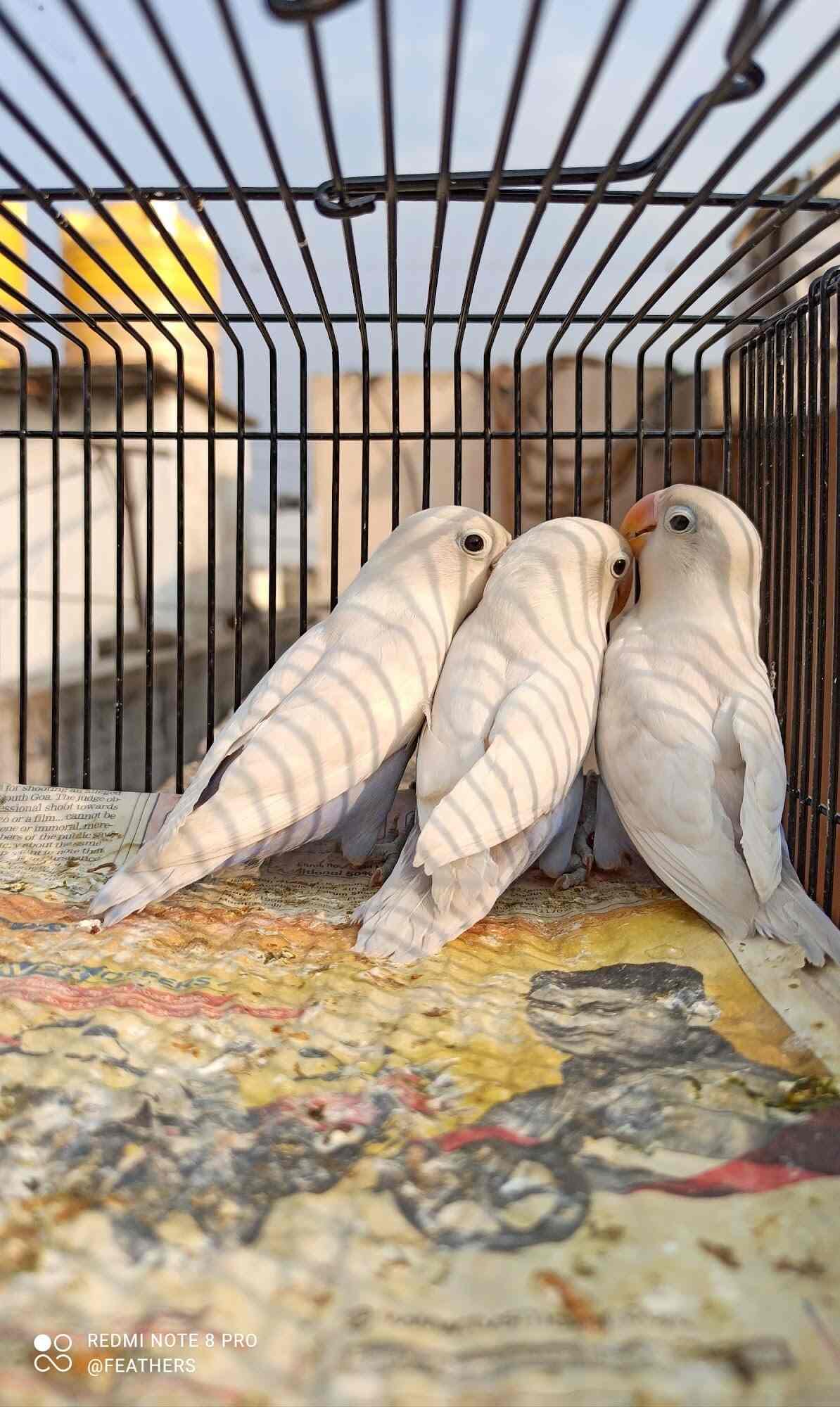 A Y Aviary Farm in Ukkadam Coimbatore Best Pet Shops For Birds