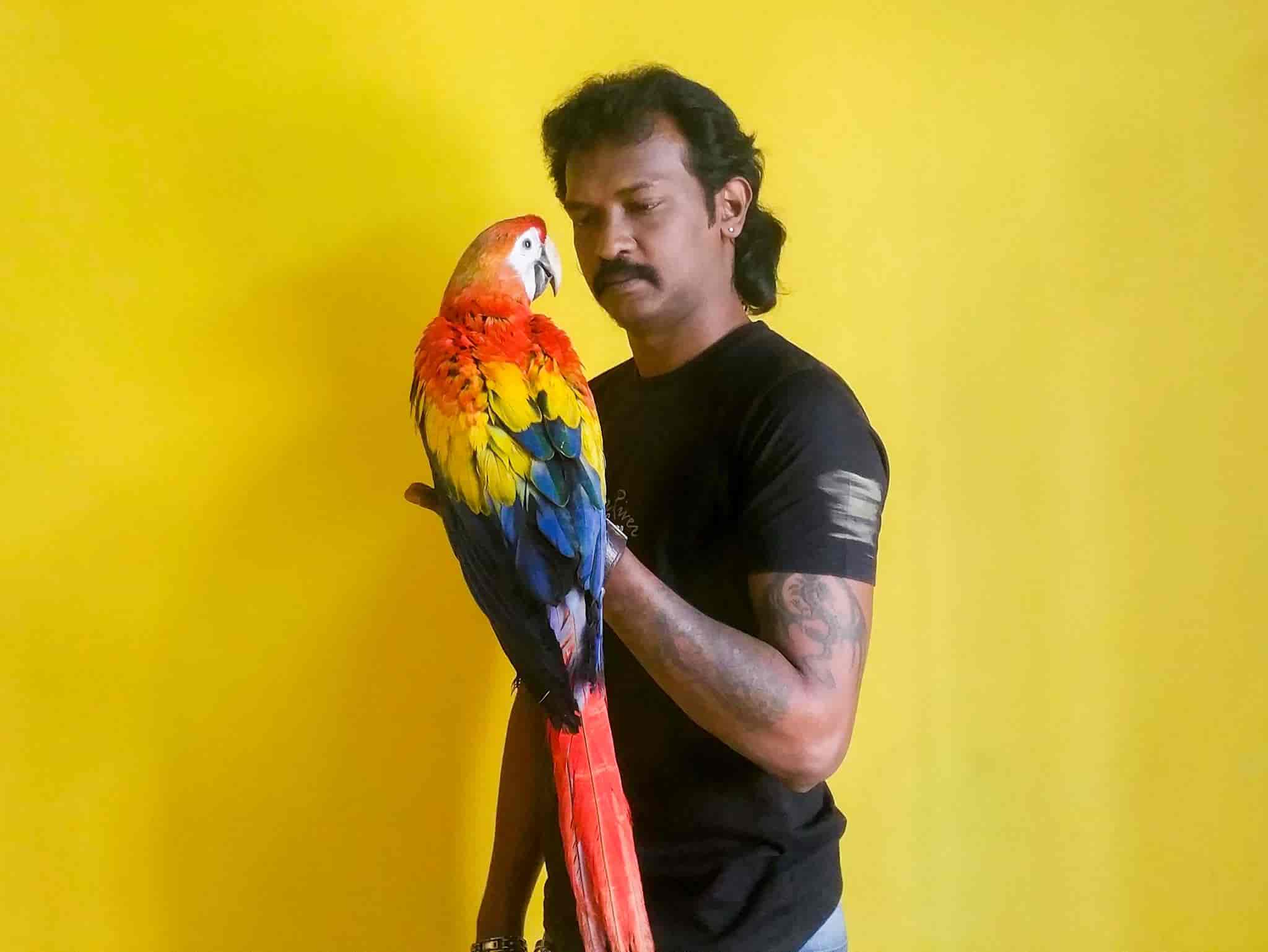 Top Pet Shops For Birds In Gandhipuram Coimbatore Best Bird Shops Coimbatore Justdial