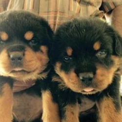 Veterinary Poly Clinic in Coimbatore Ho - Best Veterinary Clinics in Coimbatore - Justdial Veterinary Poly Clinic in Coimbatore Ho - Best Veterinary Clinics in Coimbatore - Justdial