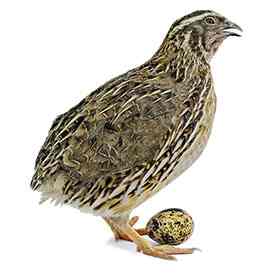 Résultat de recherche d'images pour "kaadai bird"