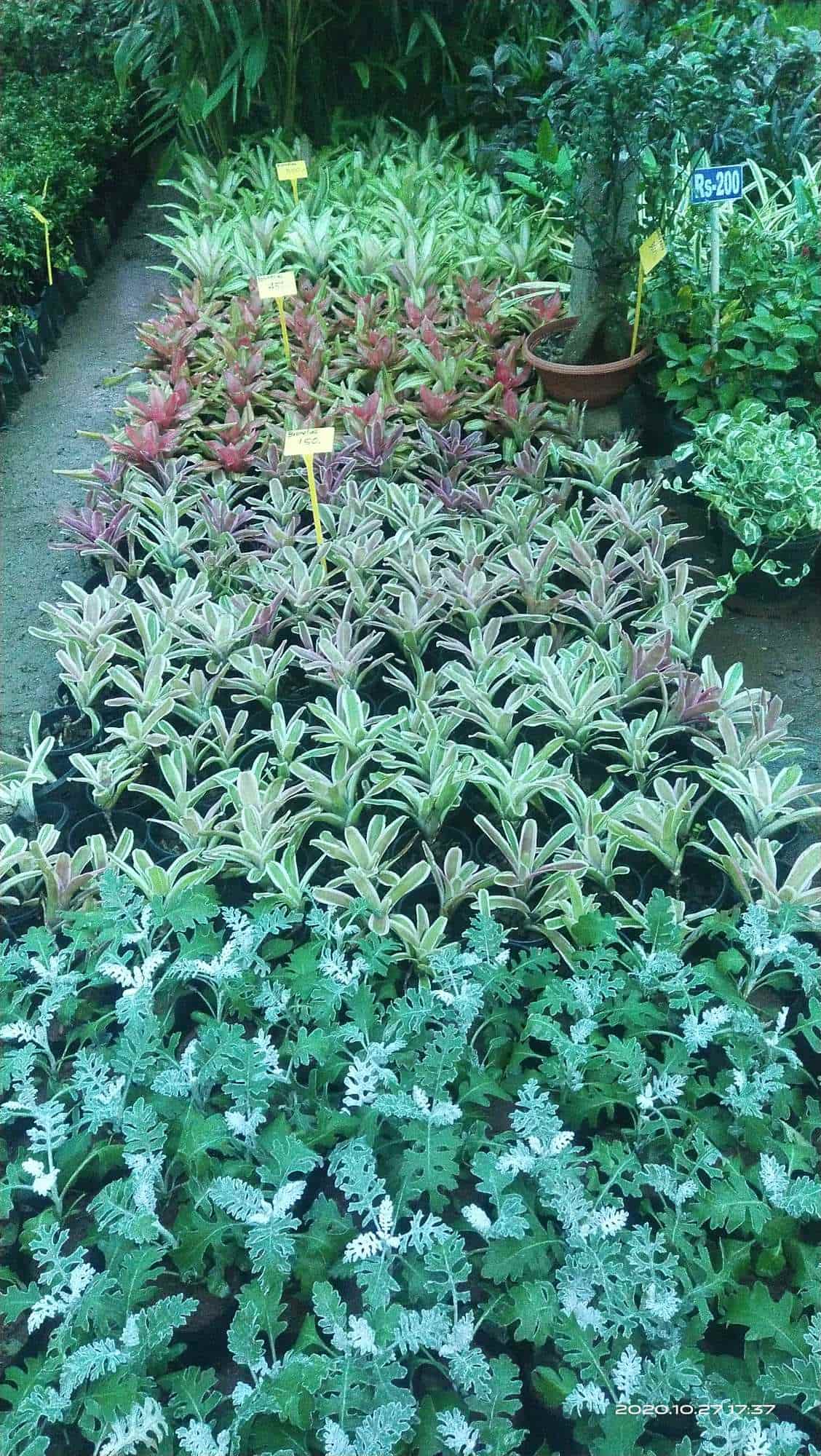 Top Medicinal Plant Dealers in Coimbatore Best Plant Medicine Justdial