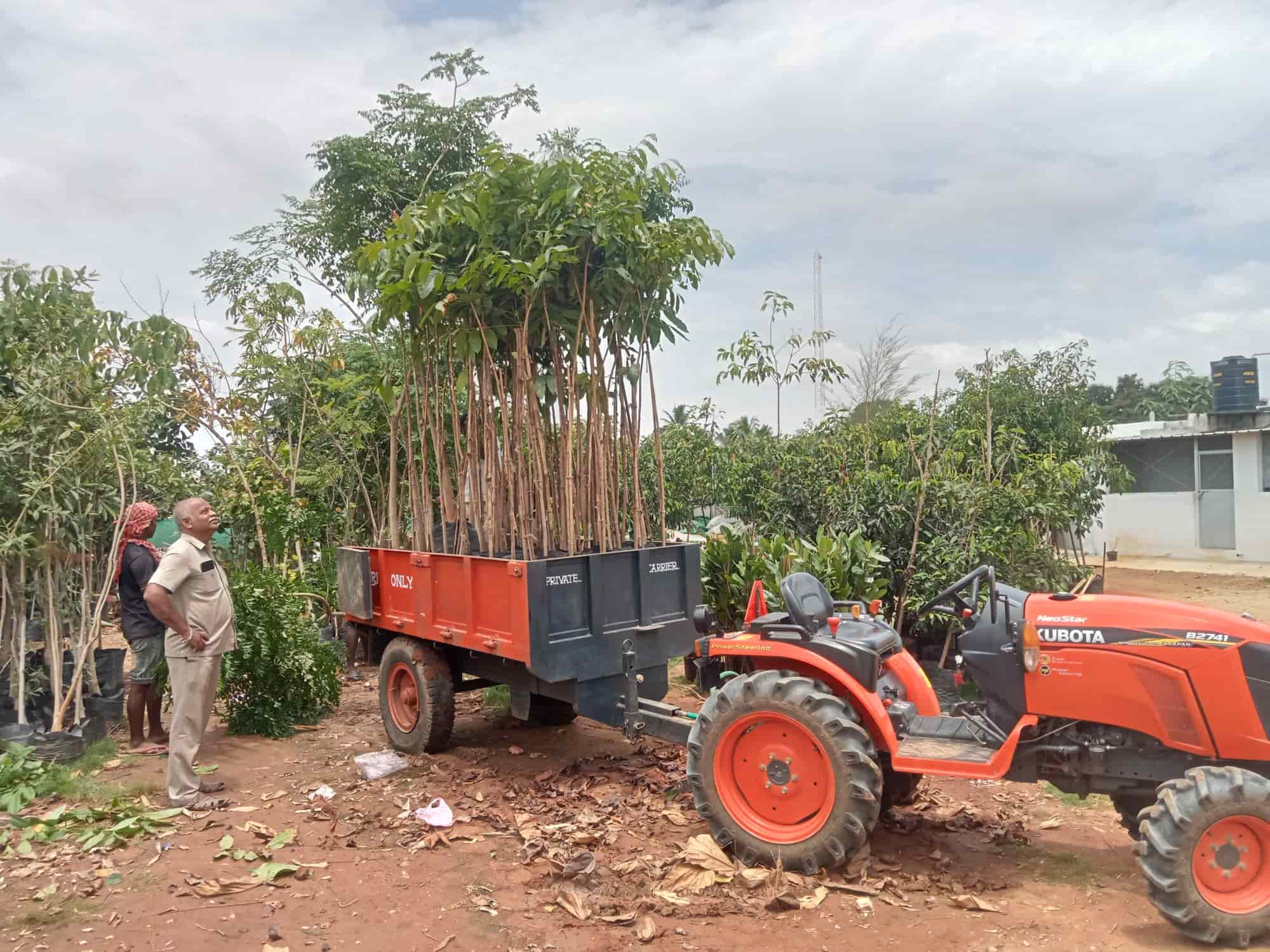 Top Fruit Plant Nurseries in Karamadai Best Custard Apple Plant Dealers Coimbatore near me