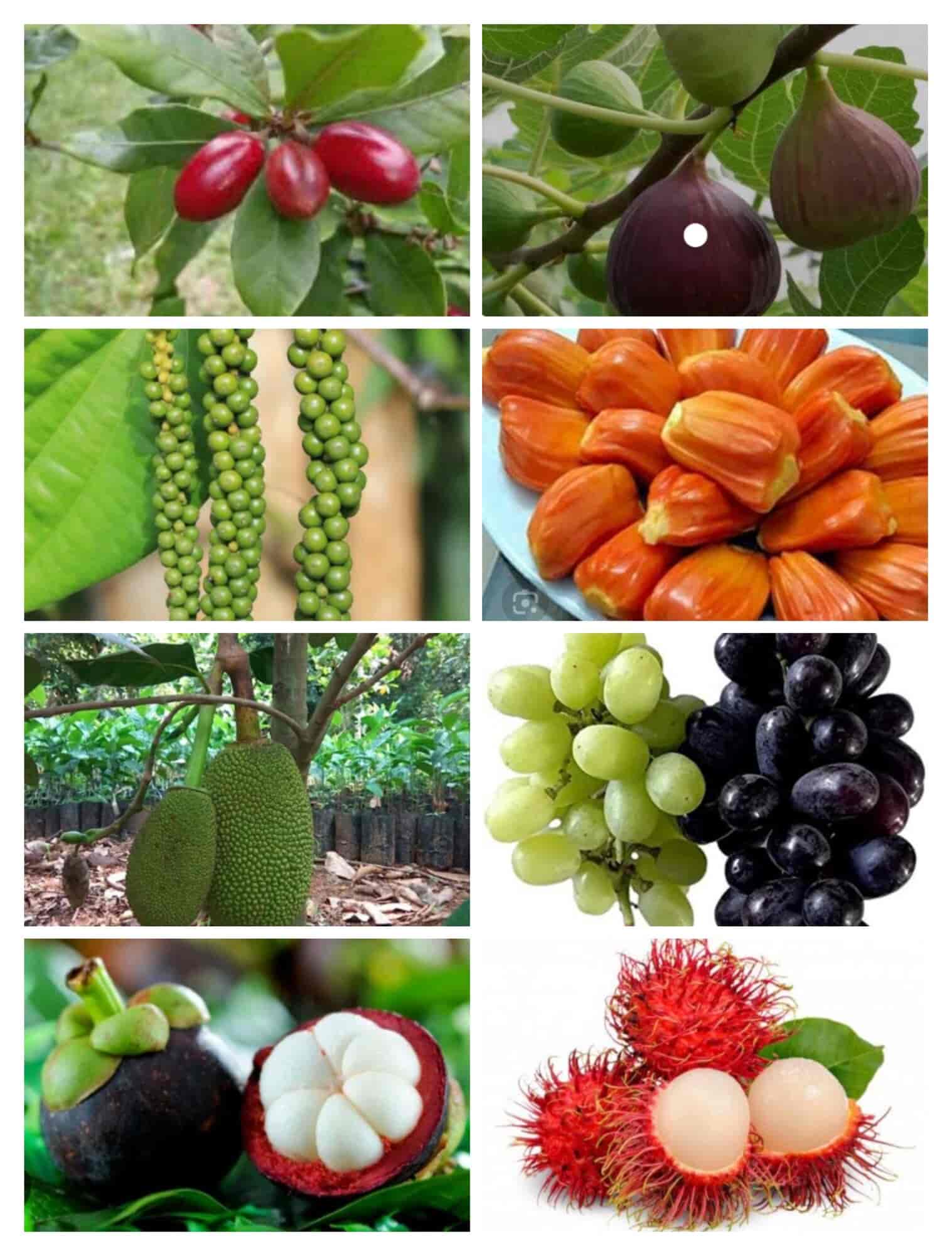 Top Fruit Plant Nurseries in Karamadai Best Custard Apple Plant Dealers Coimbatore near me