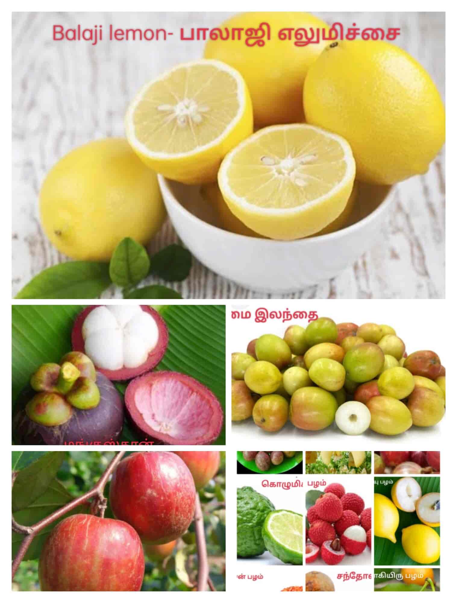 Top Fruit Plant Nurseries in Karamadai Best Custard Apple Plant Dealers Coimbatore near me